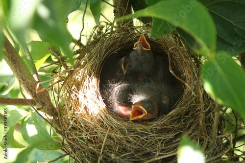 Empty nest in the fall