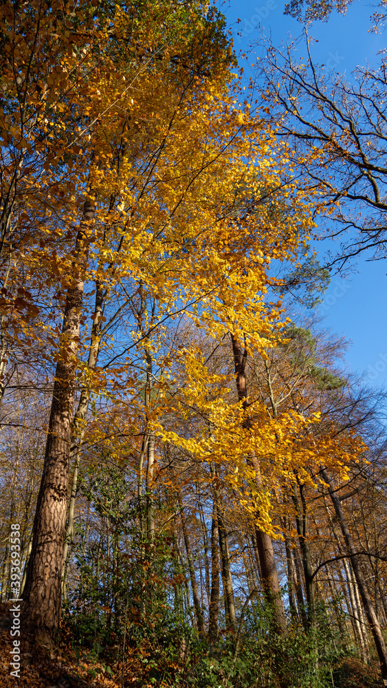 Fototapeta premium Herbstwald