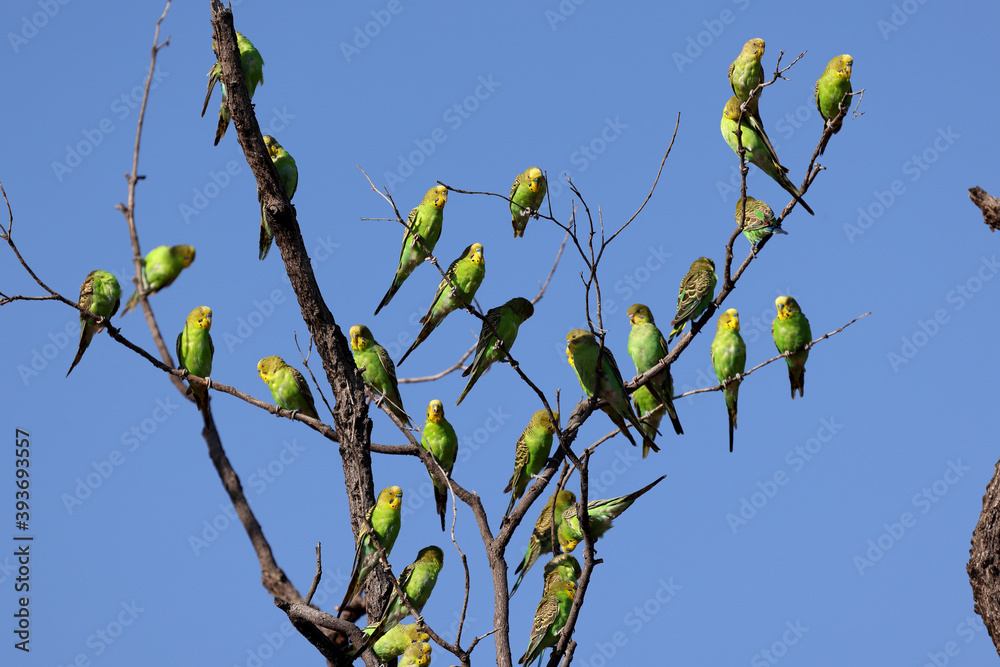 Flock of wild Australian Budgerigar's perched in tree Flock of wild Australian Budgerigar's perched in tree