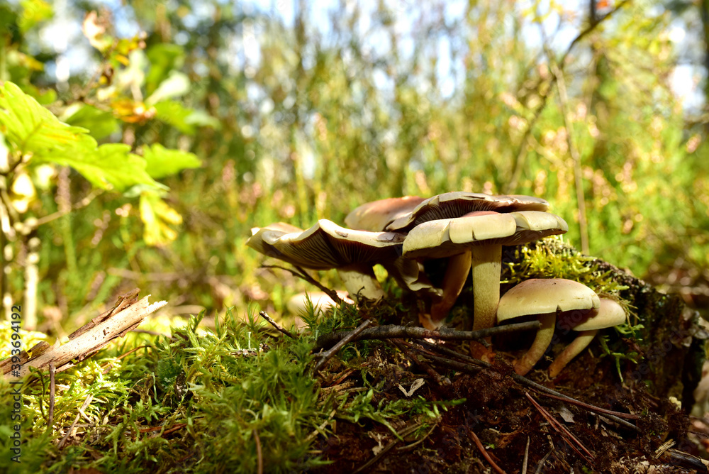 Fototapeta premium Many dangerous inedible mushrooms grow on a tree stump in a forest. Poisonous mushrooms, hazardous to health. Toxic mushroom