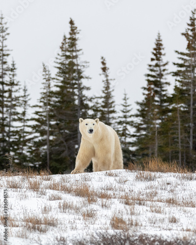 One single large, huge polar bear, sea walking across tundra, arctic landscape in northern Canada, Churchill, Manitoba during their migration to the sea ice for winter. 