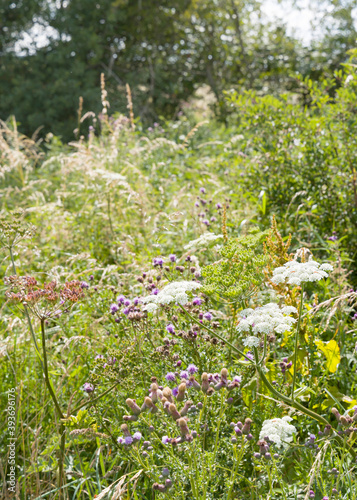 Fototapeta Naklejka Na Ścianę i Meble -  Wild flower meadow UK