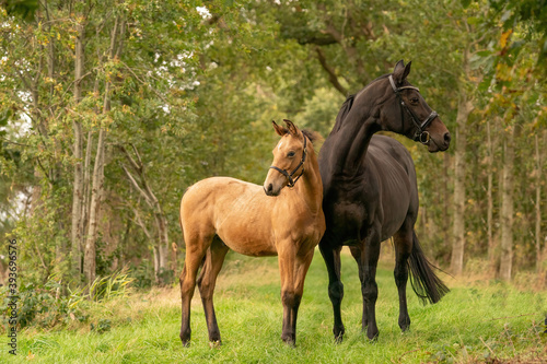 A brown mare with a foal standing on a forest path surrounded by autumn colors