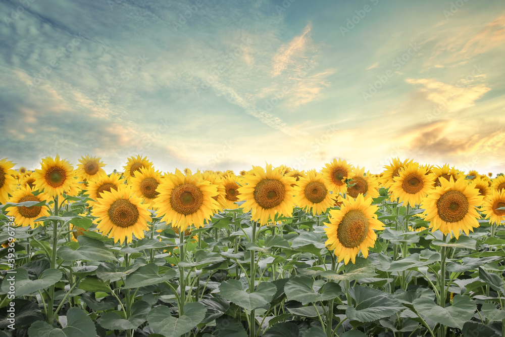 Sunflowers background in the evening gentle sun StockFoto Adobe Stock
