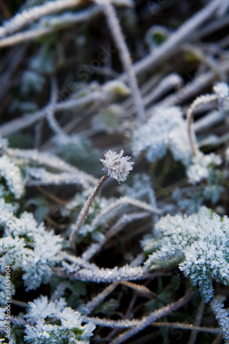 Frosty leaves in the winter garden.