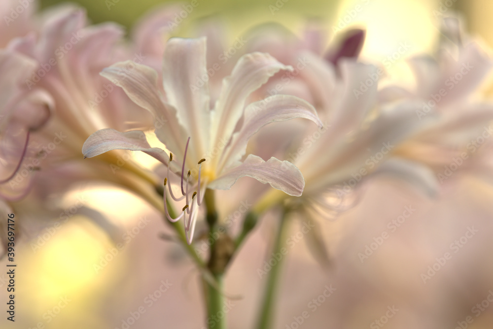 Flower, pink resurrection surprise lily