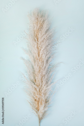Photographie Pampas grass on blue background