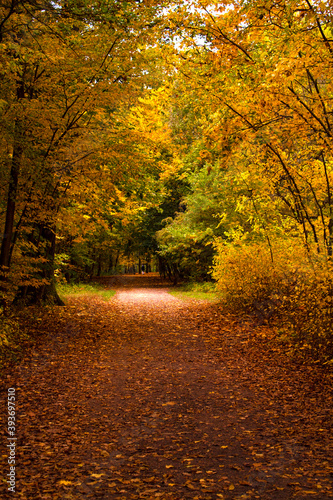 autumn in the park