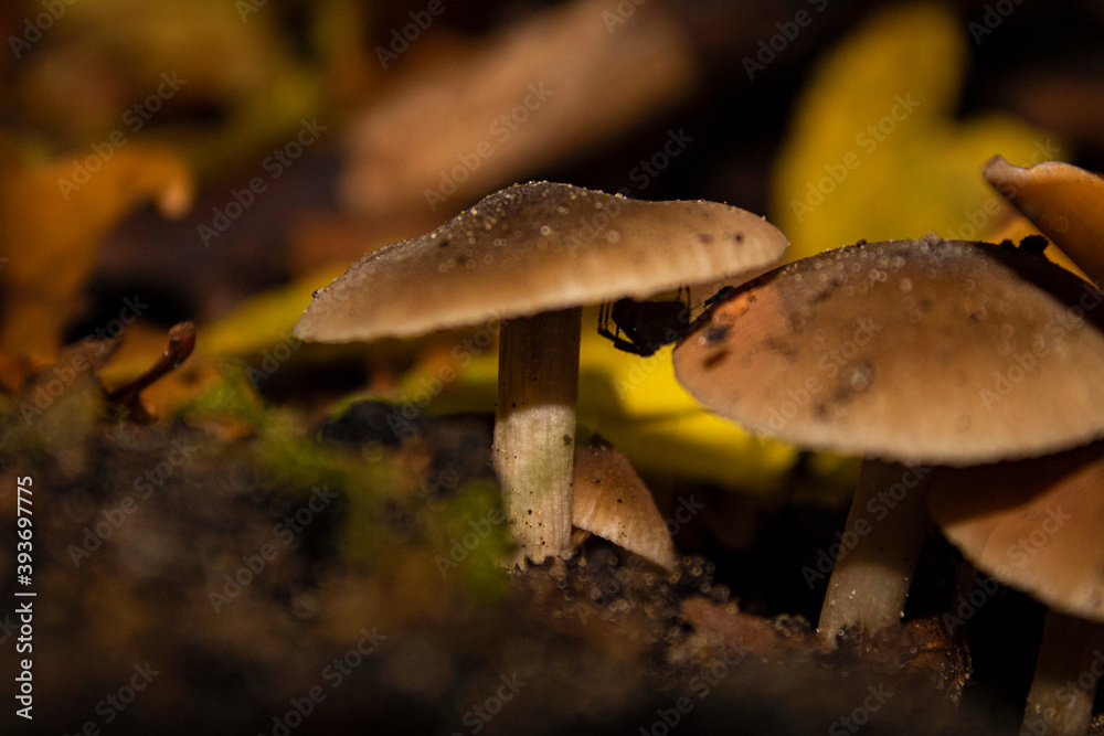mushrooms in the forest mushrooms in the forest