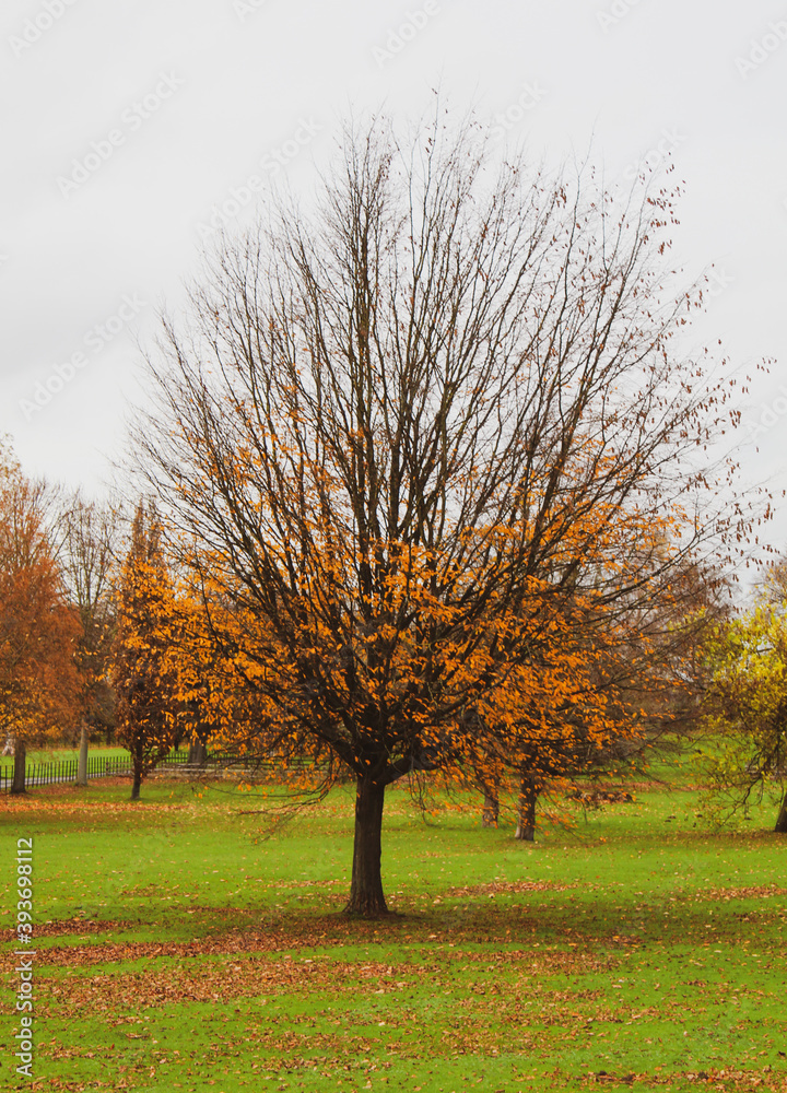 Autumnal Tree