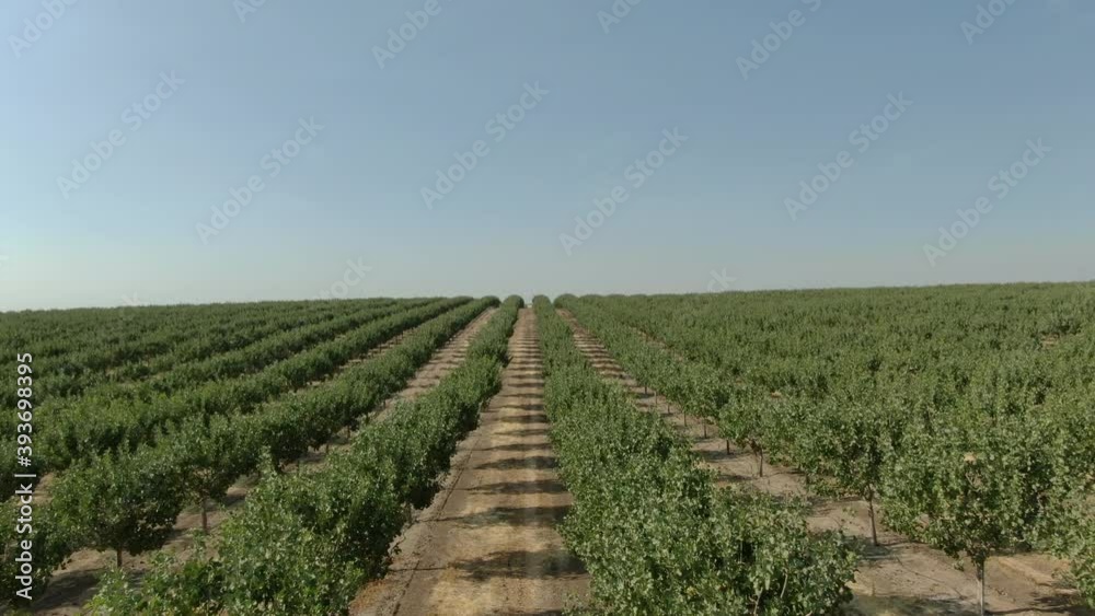 Pistachio Trees In San Joaquin Valley California Aerial Shot Fly Over