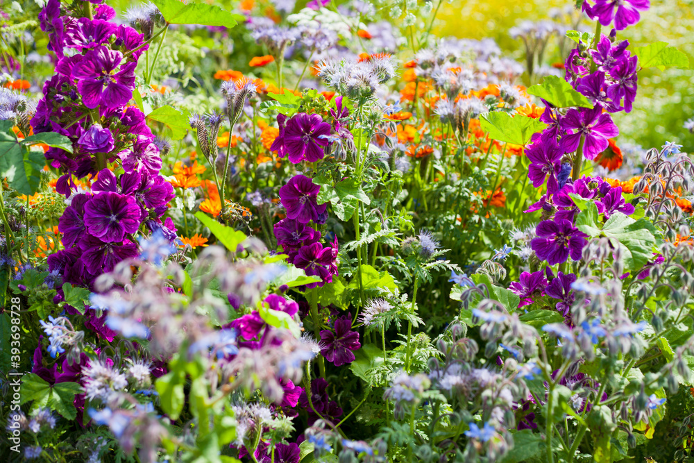 Colorful British countryside garden with sweet cicilt, English marigold, mallow and many other flowers. Colorful British countryside garden with sweet cicilt, English marigold, mallow and many other flowers.