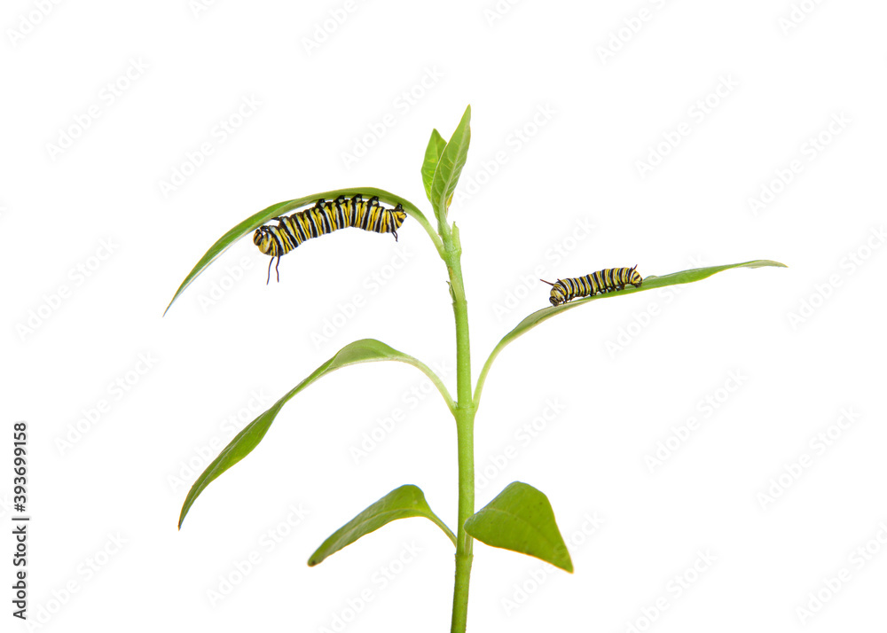 Two monarch caterpillars on milkweed seedling, third instar hanging from bottom of a leaf and second instar resting on top of a leaf adjacent to it. Isolated on white.