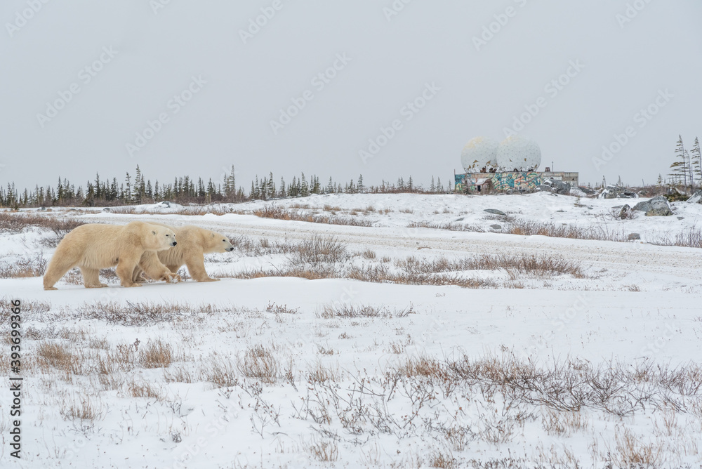 Naklejka premium Three polar bears, mom mother and two cubs walking across tundra, arctic landscape in northern Canada, Churchill, Manitoba during their migration to the sea ice for winter. 