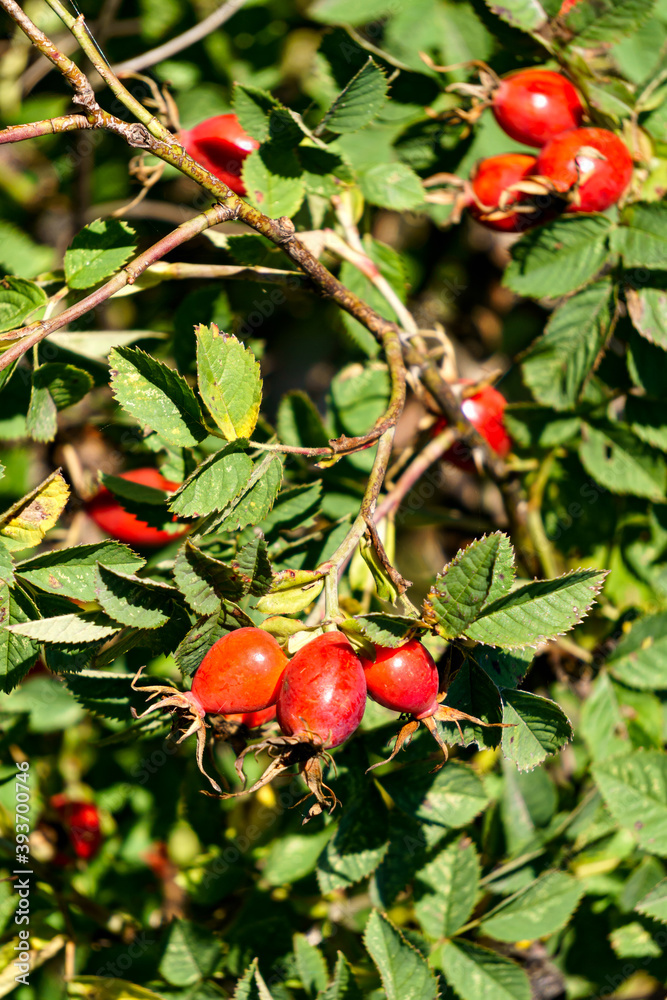 Branches of ripe red rose hips in autumn.