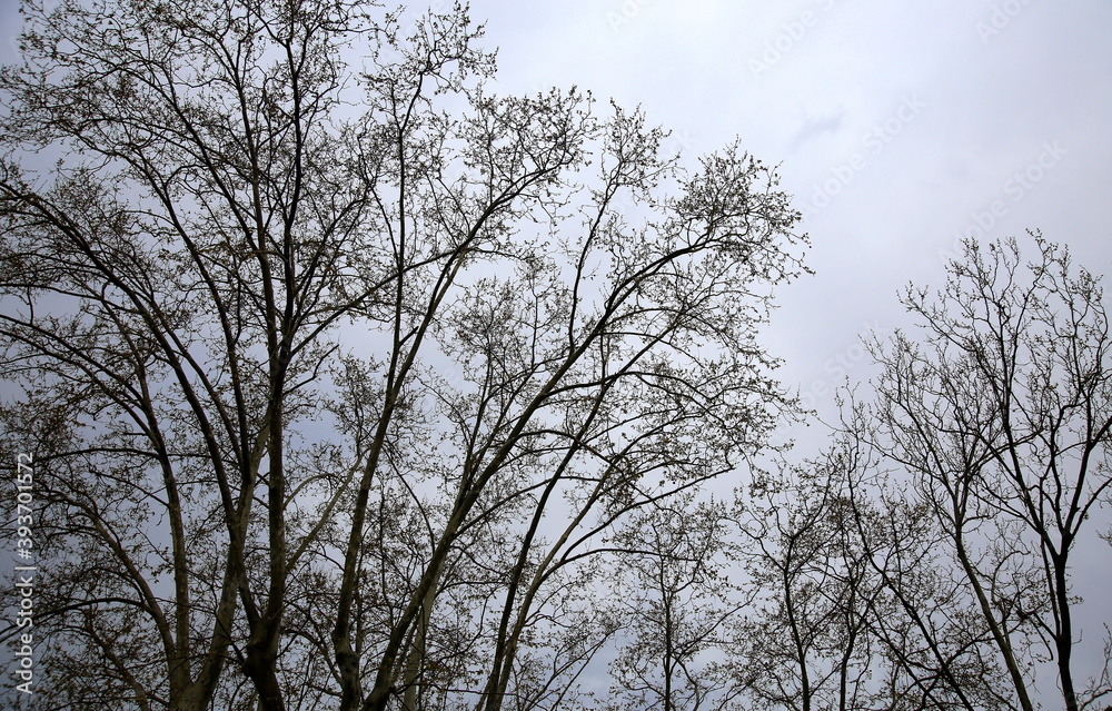 Silhouette of tree crowns before the storm, with gray sky background Silhouette of tree crowns before the storm, with gray sky background