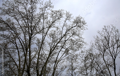 Silhouette of tree crowns before the storm, with gray sky background © l