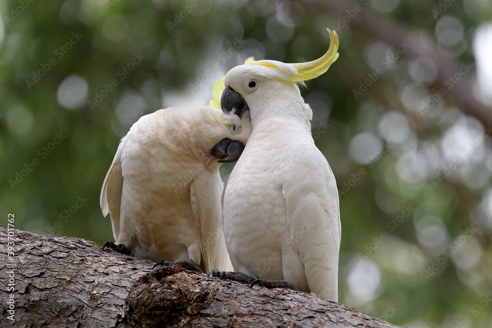 Sulphur-crested Cockatoo pair in a  preening session