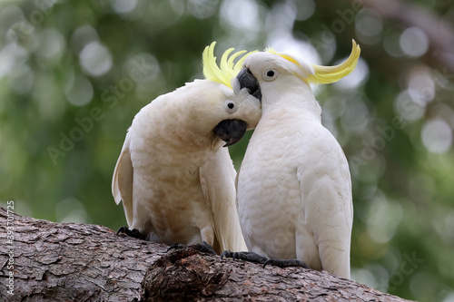 Sulphur-crested Cockatoo pair in a  preening session photo