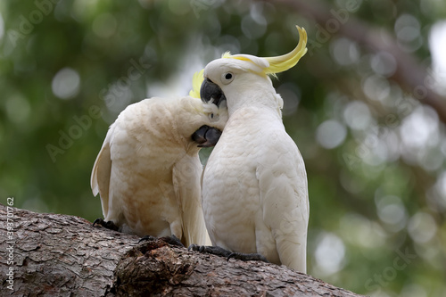 Fototapeta Naklejka Na Ścianę i Meble -  Sulphur-crested Cockatoo pair in a  preening session