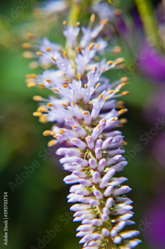 Veronicastrum virginicum  - Culver's root 'Fascination' blooming flowers macro. photo