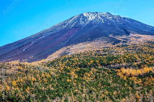 Top of Mount Fuji and yellow pine trees in autumn