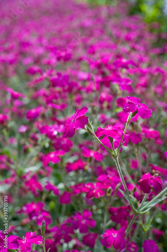 Lychnis walkeri 'Abbotswood Rose' -  pink blooming rose campion meadow. © JoannaTkaczuk