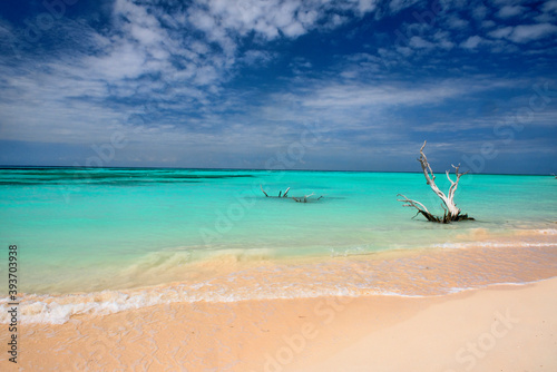 Billede på lærred Driftwood and solitude, beautiful Caribbean Cayo Jutías beach, Piñar del Río, Cu