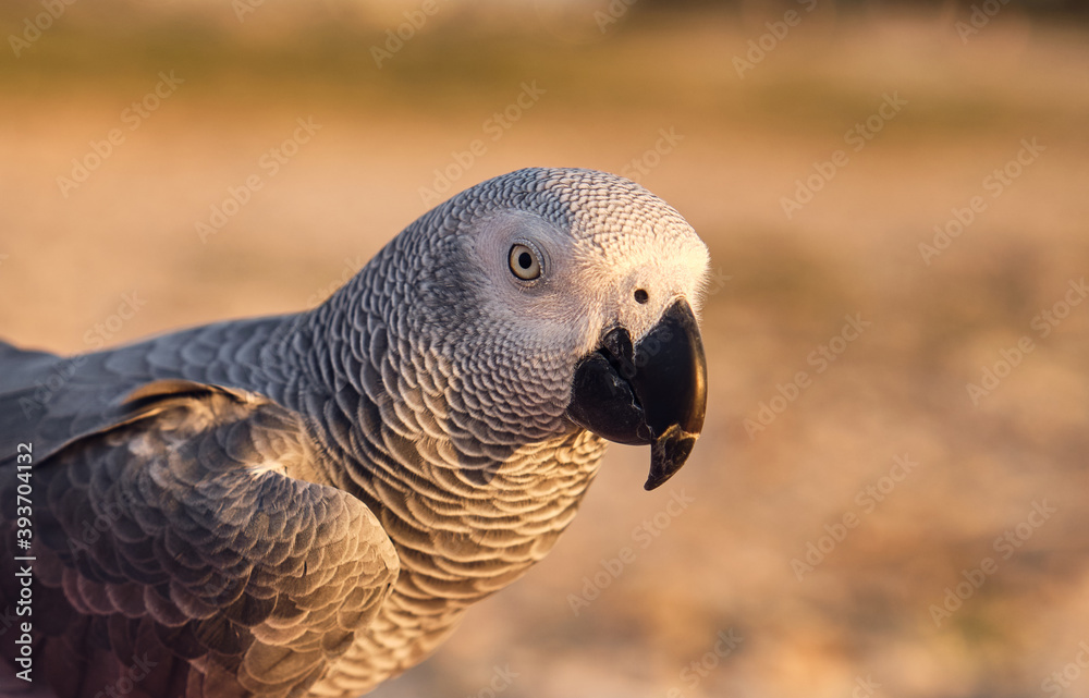 african grey parrot