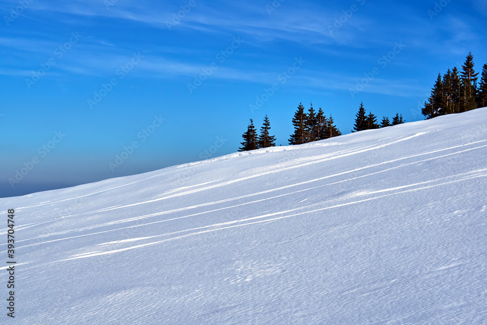 Snow-covered slope and spruce forest in the Giant Mountains Snow-covered slope and spruce forest in the Giant Mountains
