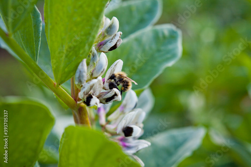 Broad Beans with flowers and bee pollinating in the vegetable garden. photo