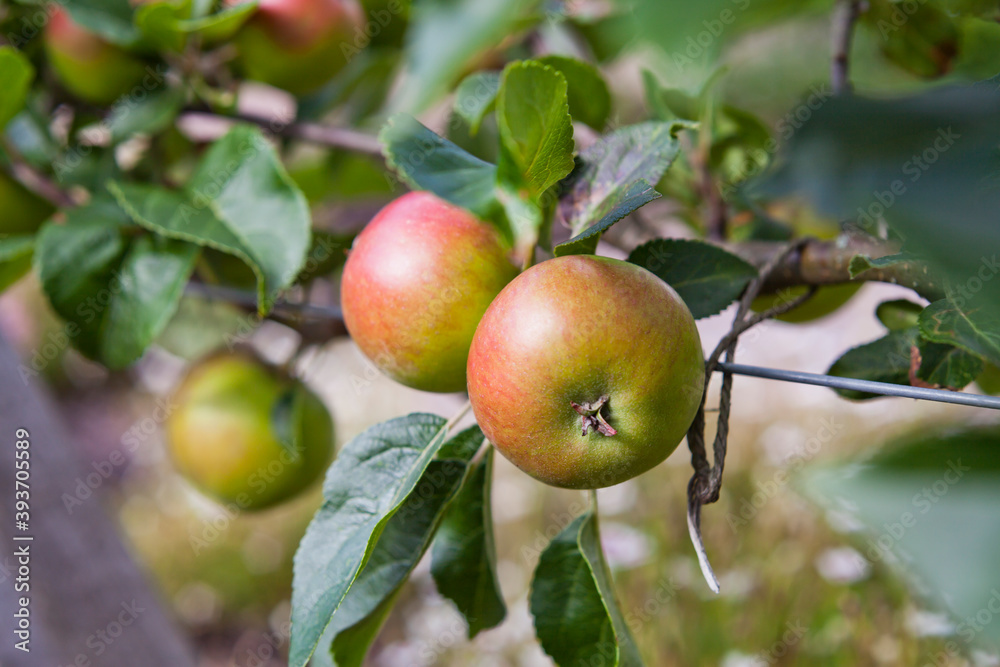 Young apple fruit in the orchard, early summer. Young apple fruit in the orchard, early summer.