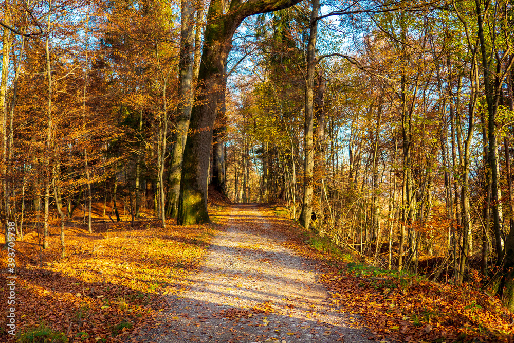Obraz premium Herbst auf der Herreninsel am Chiemsee