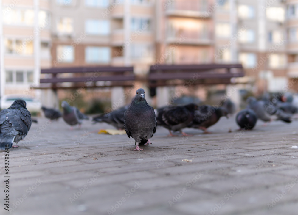 Obraz premium Dove wild with gray flying in the park of paving stones, in the fall. All around, a flock of birds.