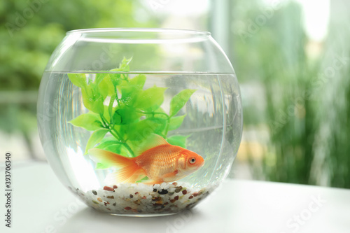 Beautiful bright small goldfish in round glass aquarium on table indoors