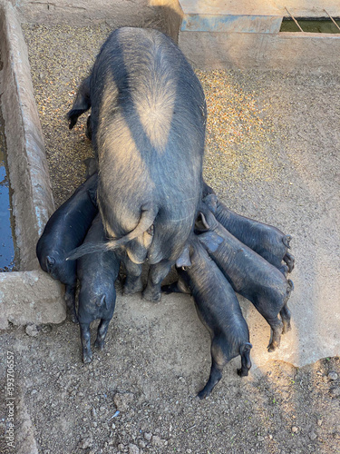Black Iberian pigs in a farm in Mallorca (Porcella Negra Malloquina) photo