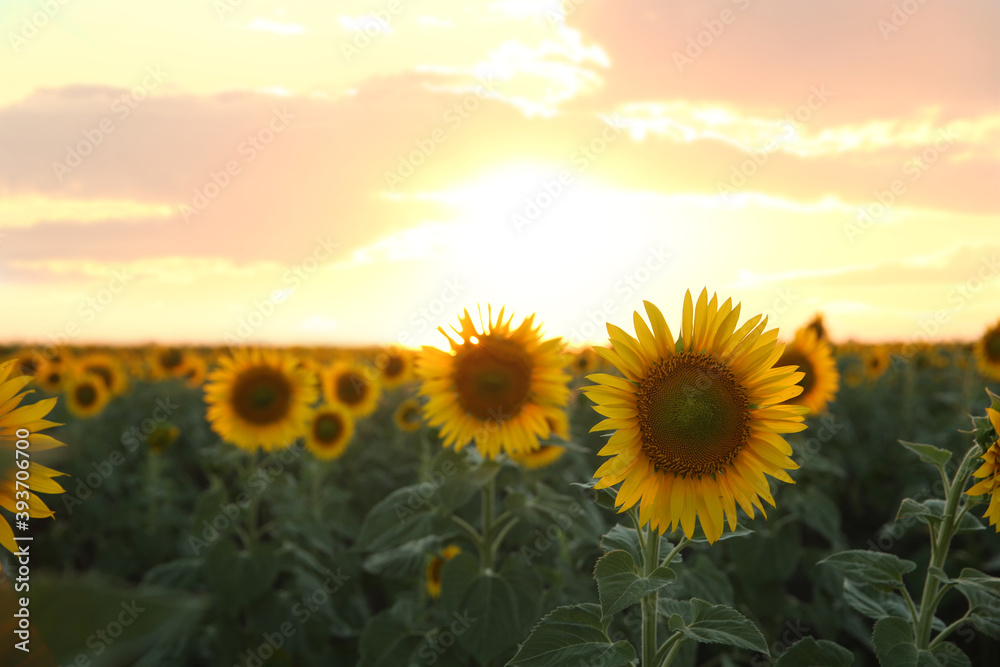 Fototapeta premium Beautiful view of field with yellow sunflowers at sunset