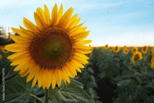 Beautiful view of field with yellow sunflowers at sunset