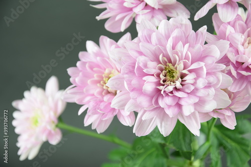 Pink flowers chryzanths on dark bacground tender chryzantemy różowe i delikatne photo