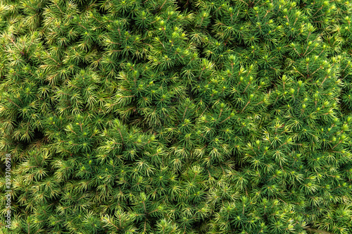 natural green background: thick soft needles