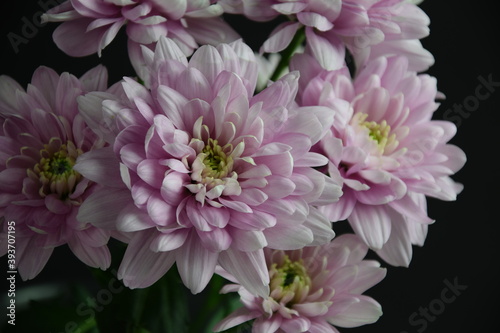 Pink flowers chryzanths on dark bacground tender chryzantemy r    owe i delikatne