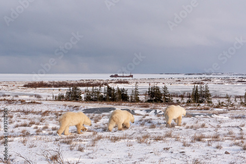 Three polar bears, mom mother and two cubs walking across tundra, arctic landscape in northern Canada, Churchill, Manitoba during their migration to the sea ice for winter. Shipwreck Ithica boat  photo