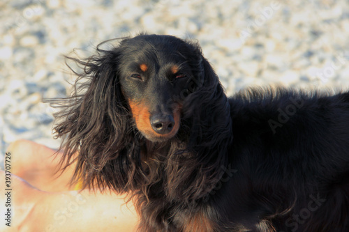 portrait of a black Spaniel dog on a Sunny day