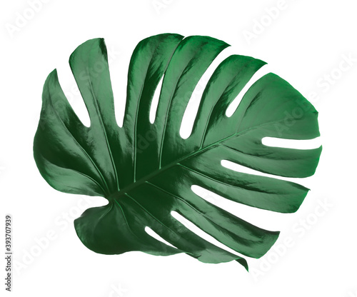 Beautiful monstera leaf isolated on white. Tropical plant