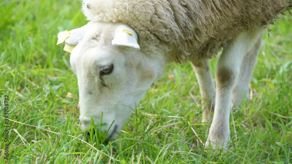 33368_Closer_look_of_the_head_of_the_white_lamb_in_Estonia.mov 33368_Closer_look_of_the_head_of_the_white_lamb_in_Estonia.mov