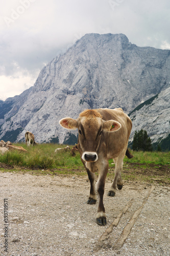 Experience the awe-inspiring beauty of the Alps with mountain goats and cows grazing in the lush fields. Get a taste of alpine life and enjoy the serenity of nature.