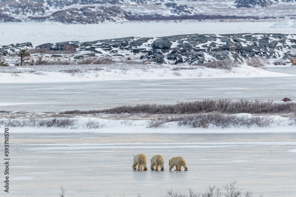 Naklejka premium Three polar bears, mom mother and two cubs walking on frozen, icy pond in tundra landscape from Churchill, Manitoba, in northern Canada. 