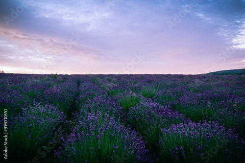 bl  hender Lavendel auf den Lavendelfeldern