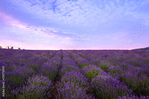 blühender Lavendel auf den Lavendelfeldern © Seifert Fotografie