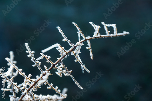 frozen bush detail © Alvaro